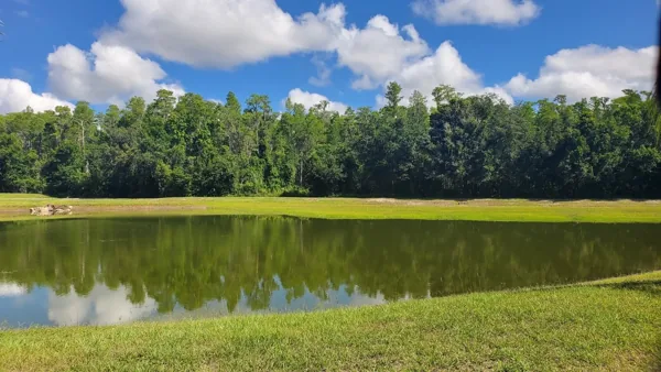 A small pond in the middle of a grassy field with trees in the background.