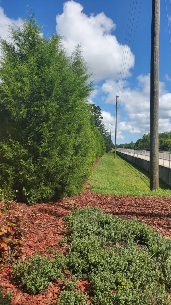 A row of trees along the side of a road next to a highway.