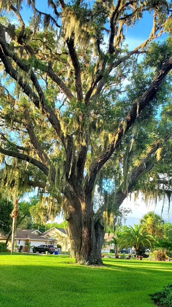 A large tree with spanish moss hanging from the branches in a park.