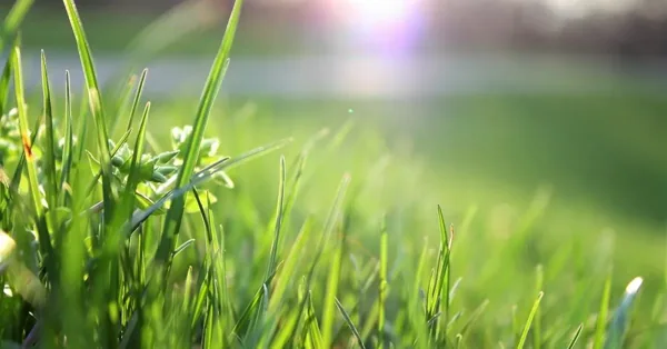 Important Community Updates from The Southern Oaks HOA